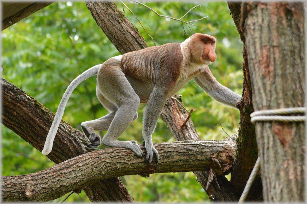 Bekantan jenis fauna yang hidup di Cagar Alam Teluk Adang dan Teluk Apar (pixabay.com/PublicDomainPictures)