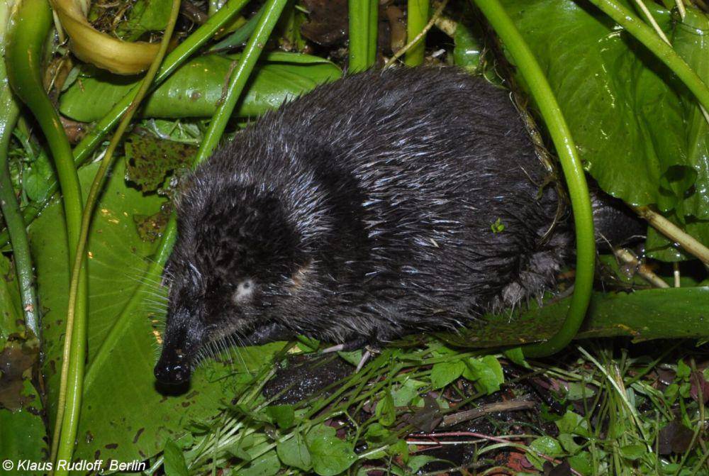 Desman rusia (small-mammals.org/Klaus Rudloff)