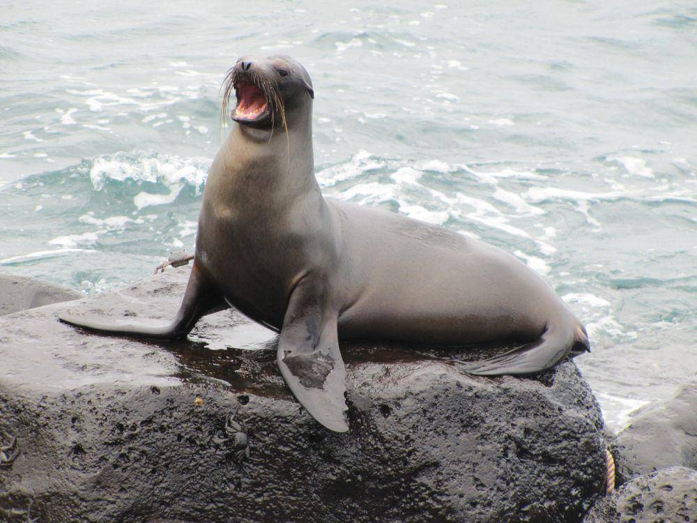foto singa laut galapagos (pixabay.com/sebastian_photos)