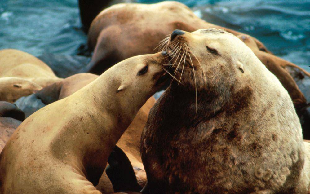 foto singa laut steller (commons.m.wikimedia.org/NOAA's National Ocean Service)