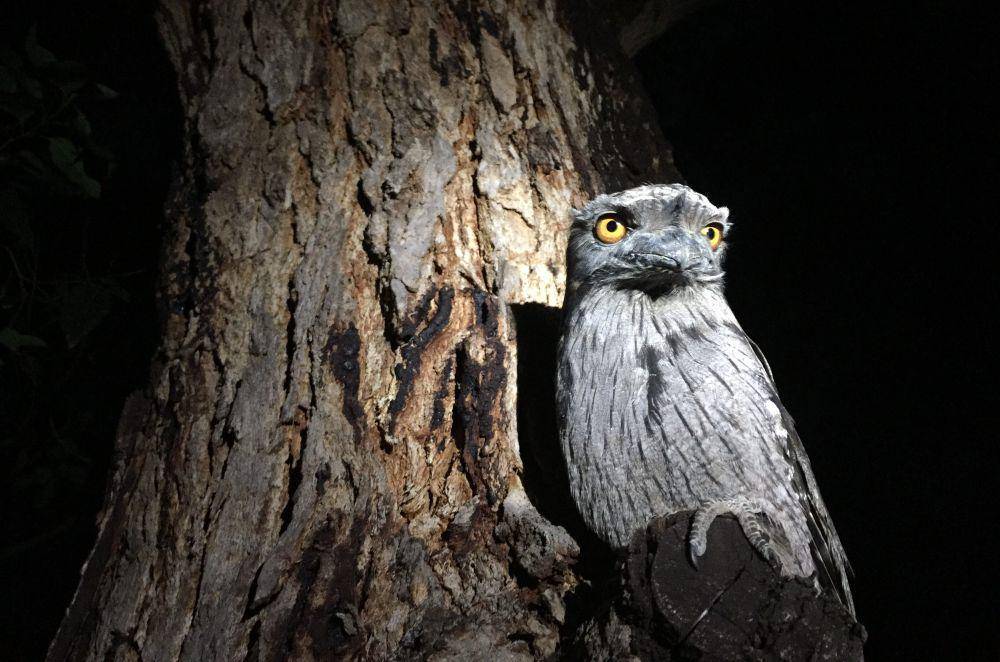 Tawny frogmouth (commons.wikimedia.org/Kimmcharg)