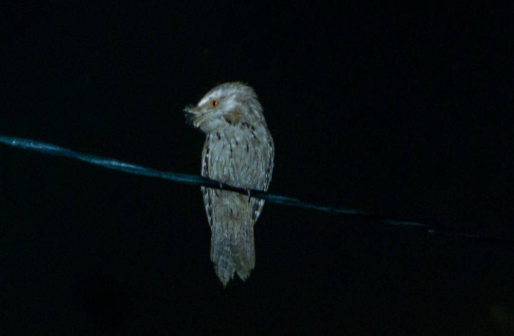 Tawny frogmouth (commons.wikimedia.org/John Robert McPherson)