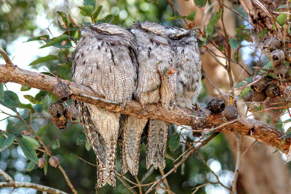 Tawny frogmouth (commons.wikimedia.org/Wayne Butterworth)