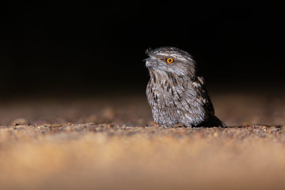 5 Fakta Tawny Frogmouth, Spesies yang Sering Dianggap Burung Hantu!