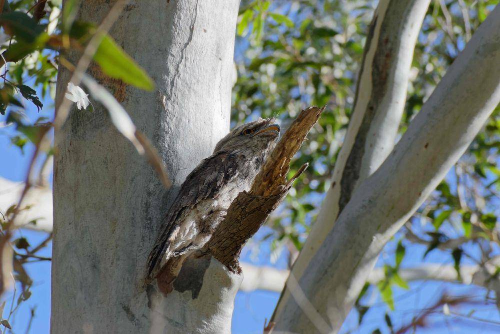 Tawny frogmouth (commons.wikimedia.org/KrakenPhotography)