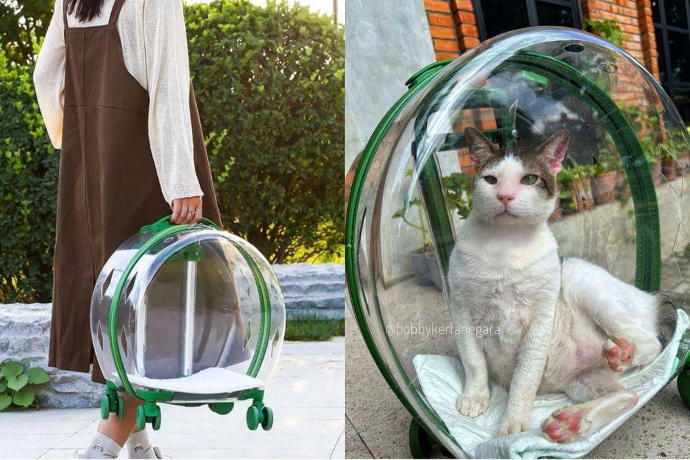 Tas transparan kucing (shopee.co.id/tail.lovers | instagram.com/bobbykertanegara)