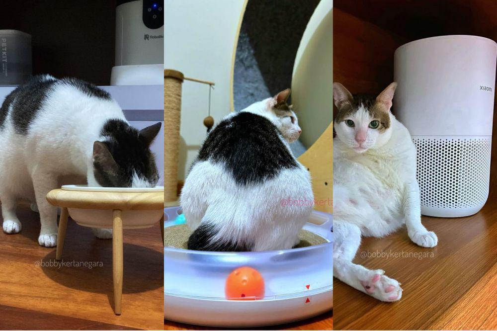 15 Aksesori Kucing Mahal punya Bobby Kertanegara, Ada yang Rp7 Juta!