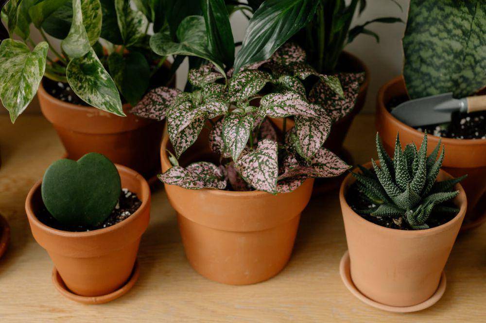 ilustrasi polkadot plant (pexels.com/Cottonbro Studio)