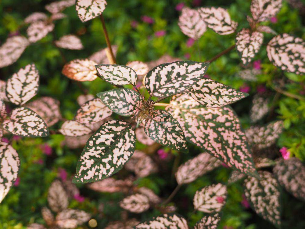 ilustrasi polkadot plant (pexels.com/Timon Cornelissen)