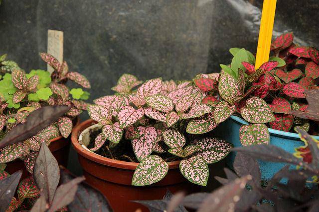 ilustrasi polkadot plant (pixabay.com/Zoosnow)