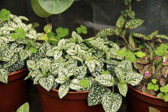 ilustrasi polkadot plant (pixabay.com/Zoosnow)