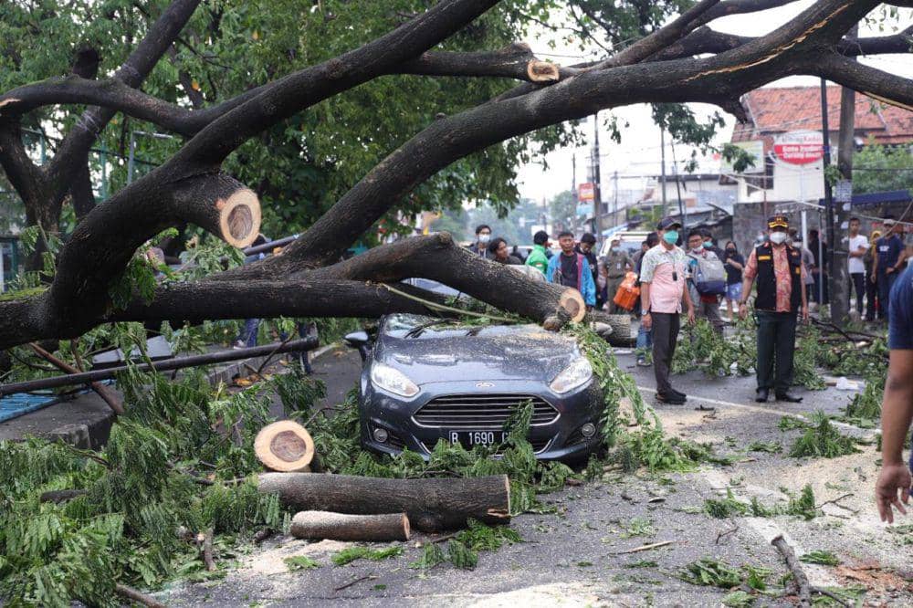 Jadi Korban Pohon Tumbang di Kota Tangerang? Ini Cara Klaim