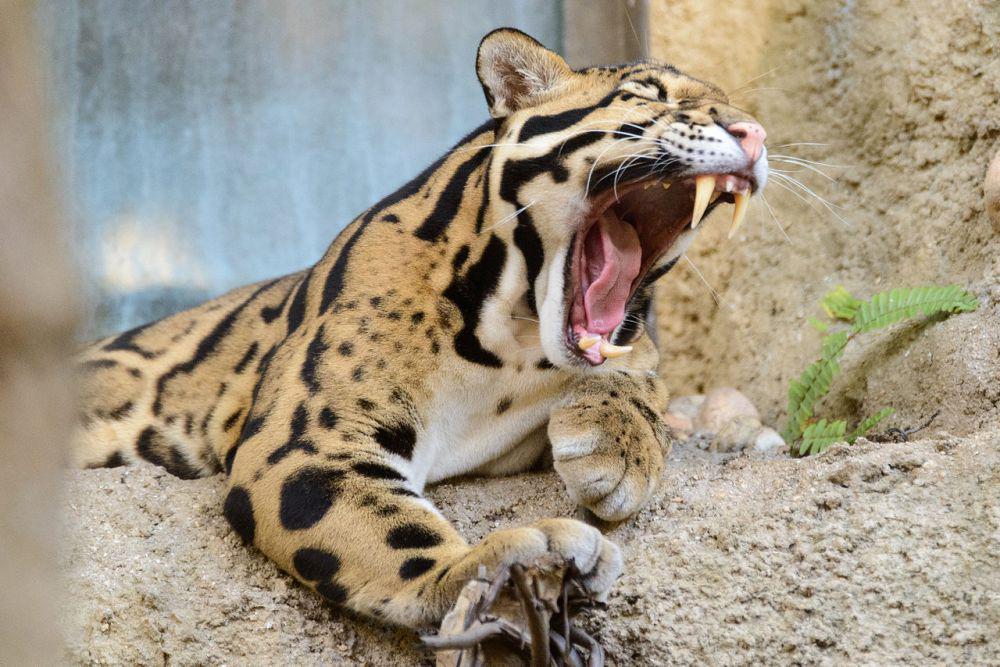 5 Kucing Liar yang Terancam Punah, Wajib Dijaga Kelestariannya!