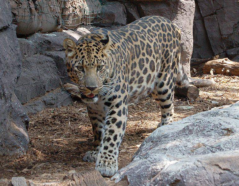 Macan tutul amur (commons.wikimedia.org/Derek Ramsey)