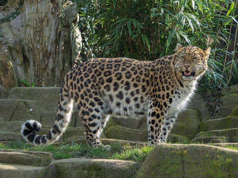 Macan tutul amur (commons.wikimedia.org/William Warby)
