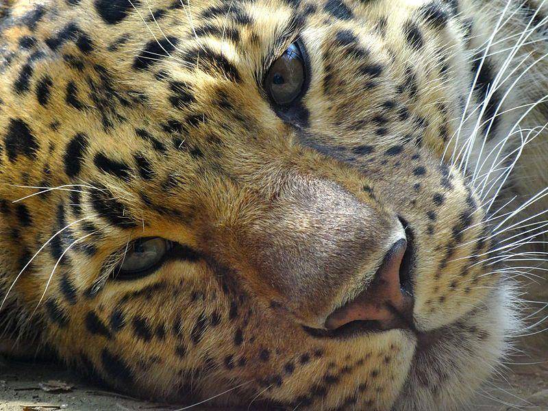 Macan tutul amur (commons.wikimedia.org/Fabio Usvardi)