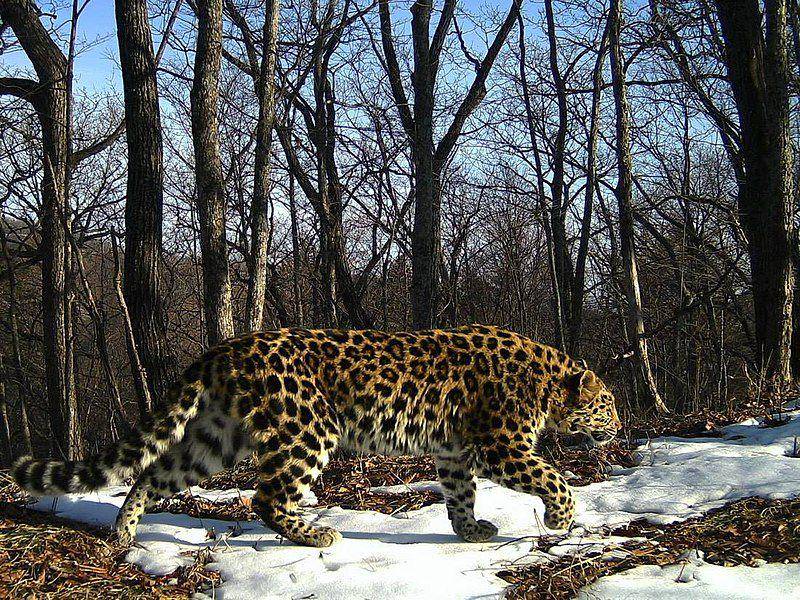 Macan tutul amur (commons.wikimedia.org/Ministry of the Development of the Far East)