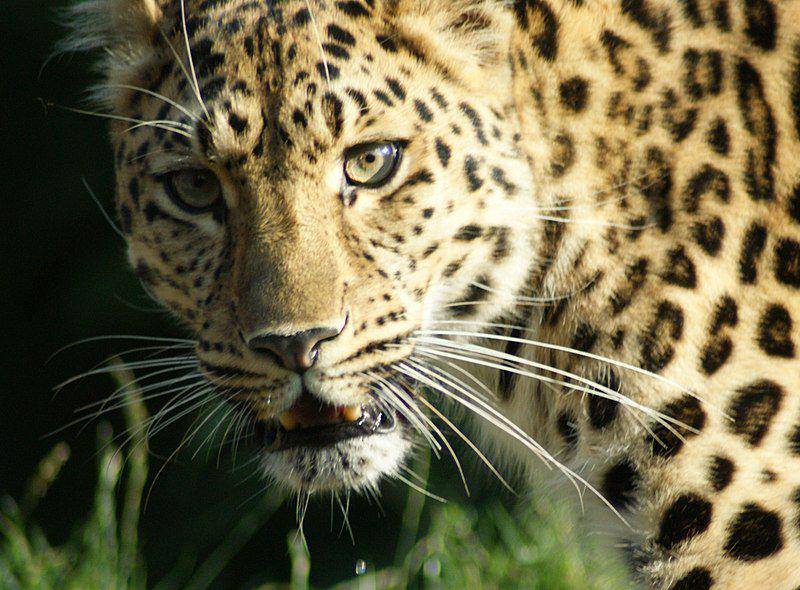 Macan tutul amur (commons.wikimedia.org/Spencer Wright)