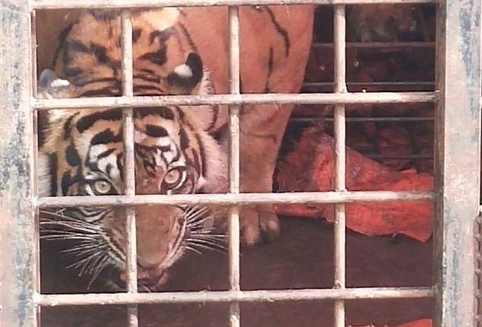 Harimau Sumatra masuk kerangkeng (Foto: Istimewa)