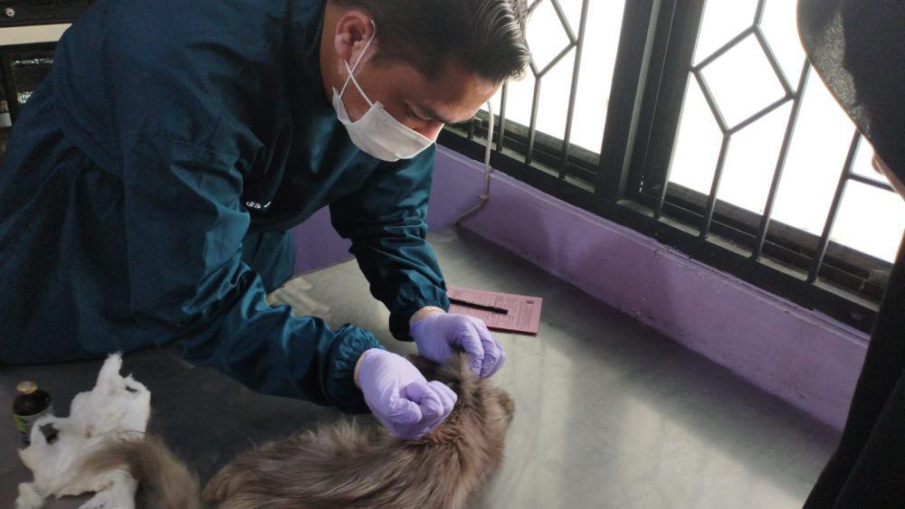 1.580 Hewan Peliharaan di Lampung Sudah Divaksin Rabies