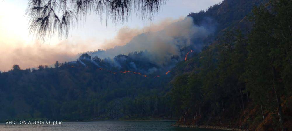 Kebakaran hutan di kawasan Taman Nasional Gunung Rinjani yang berada di jalur pendakian Senaru, Lombok Utara, Rabu (14/11/2024). (dok. TNGR)