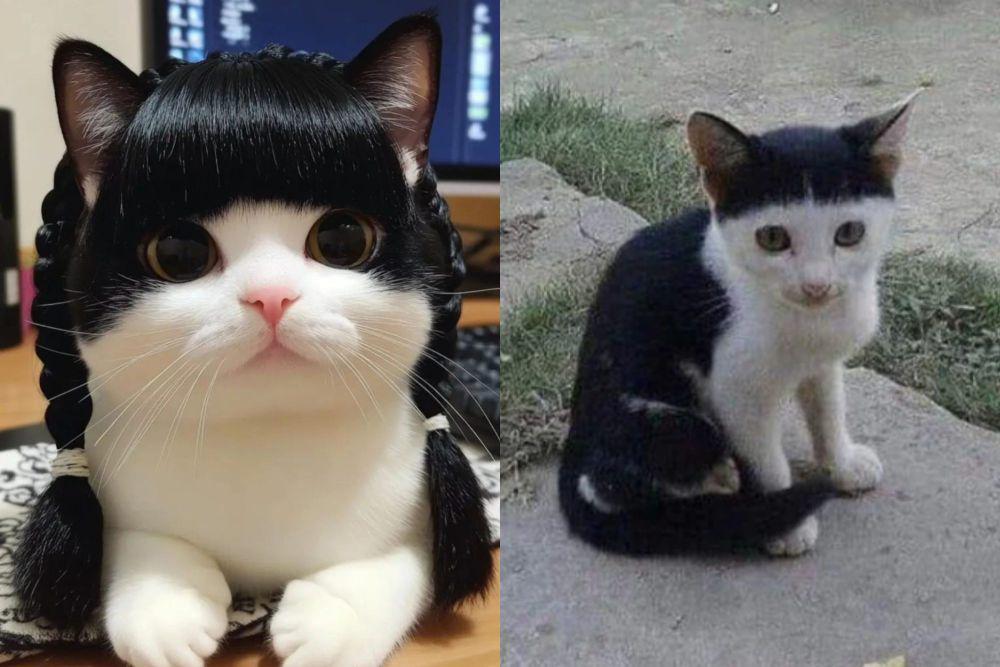 10 Foto Lucu Kucing Berponi, Bagusan Asli atau Palsu?