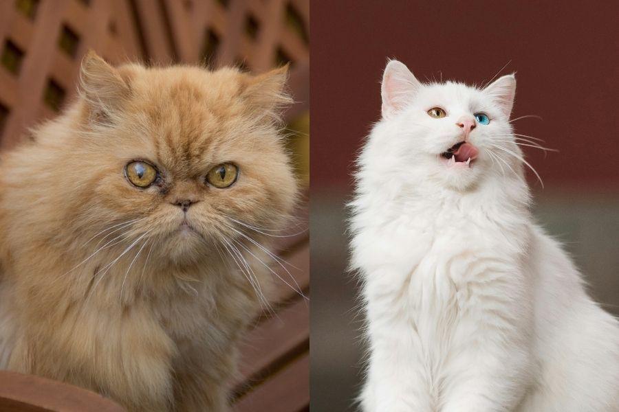 [QUIZ] Perbedaan Kucing Anggora dan Persia, Bisa Mengenalinya?