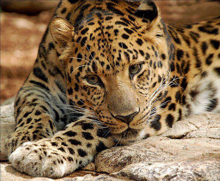 Macan tutul amur (commons.wikimedia.org/digitalART)