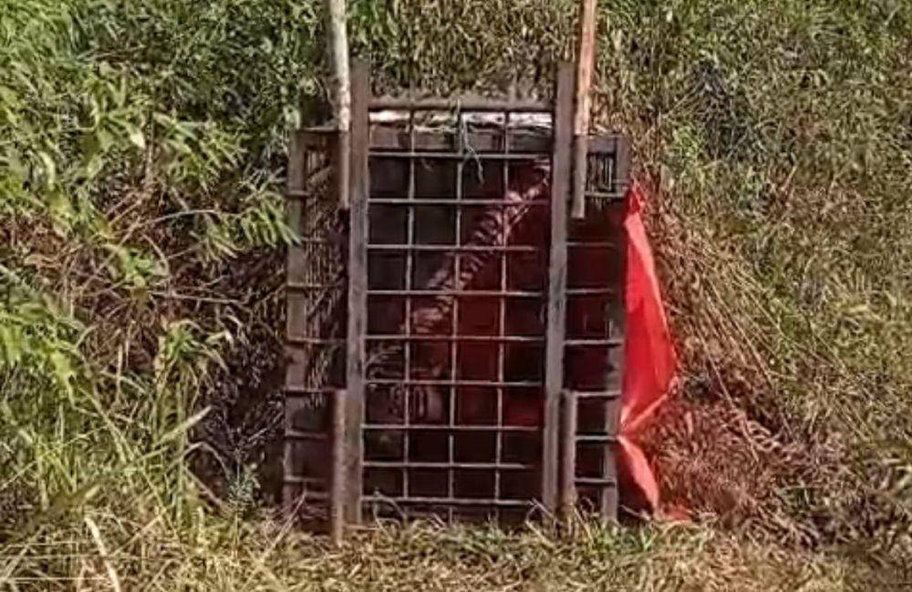 Harimau Sumatra berada di dalam kerangkeng (Foto: Istimewa)