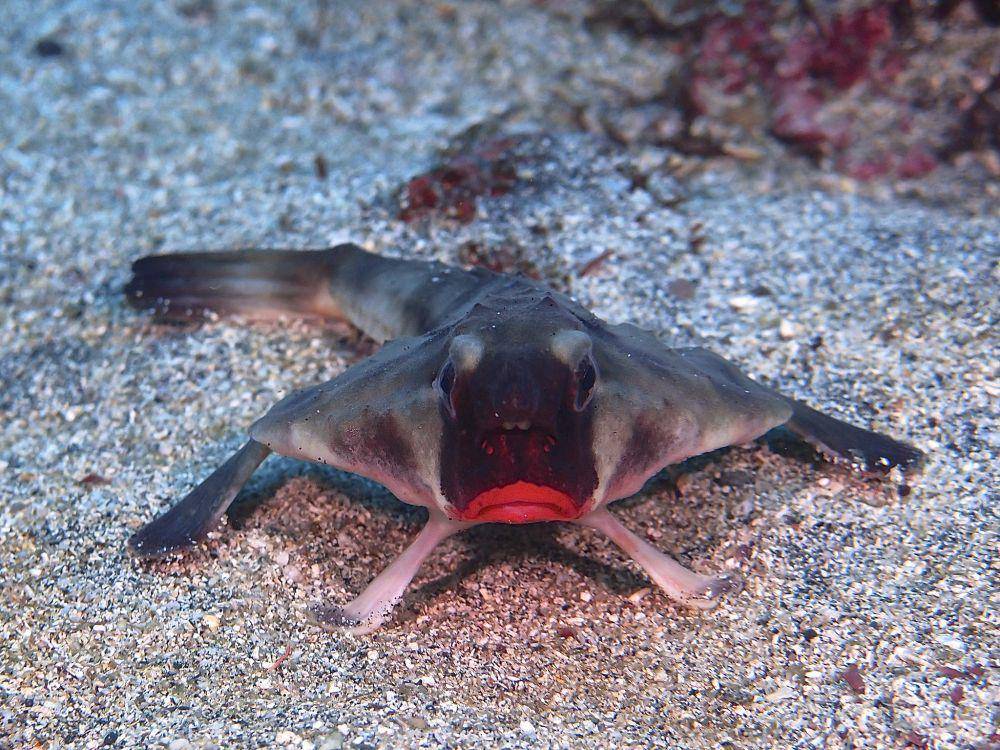 ilustrasi ikan kelelawar galápagos (flickr.com/T2inSF)