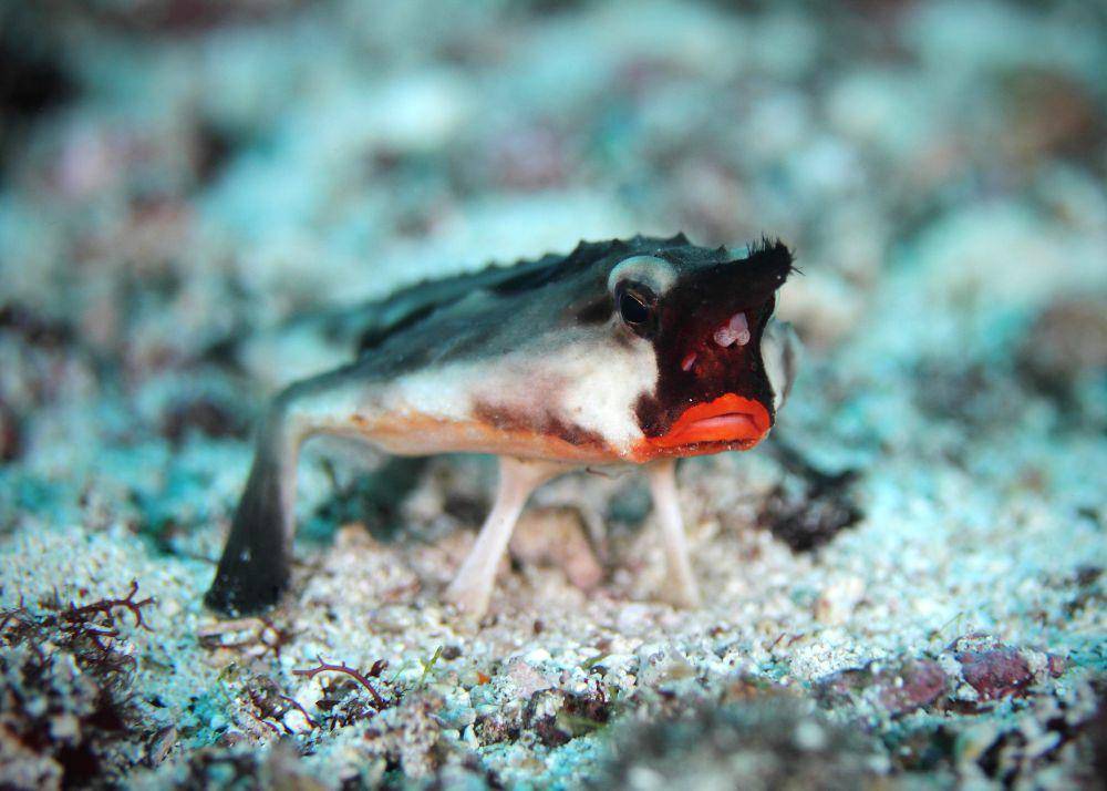 ilustrasi ikan kelelawar galápagos (flickr.com/Lawrence Tulissi)