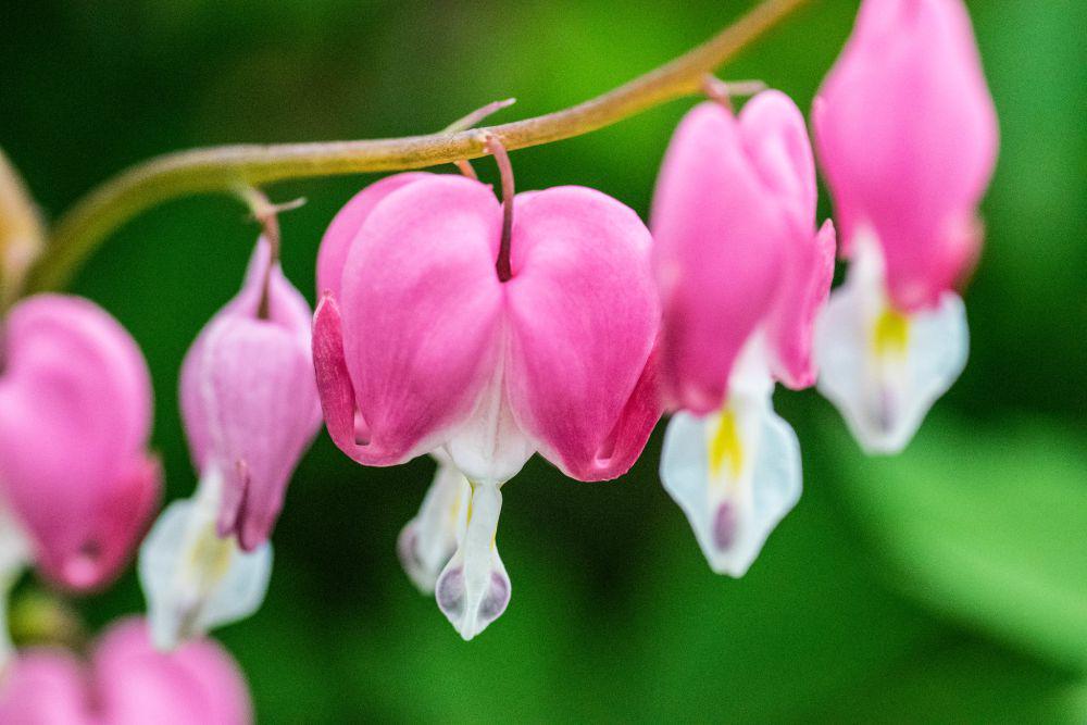 5 Fakta Menarik Bleeding Heart, Memiliki Sifat Beracun Cukup Berbahaya