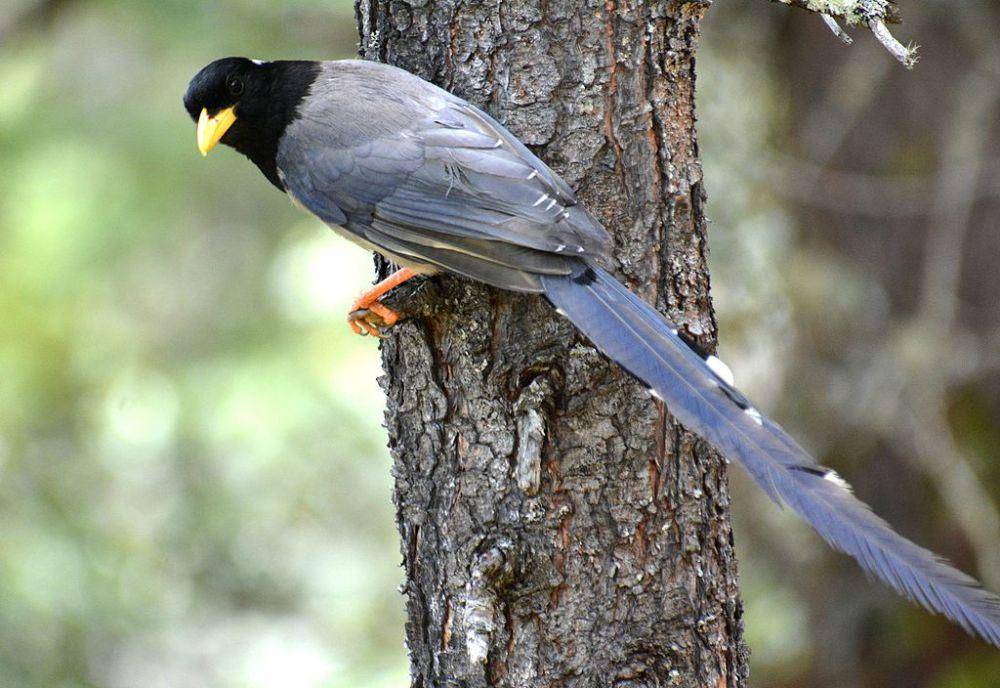 ilustrasi Urocissa flavirostris (commons.wikimedia.org/Dr. Raju Kasambe)