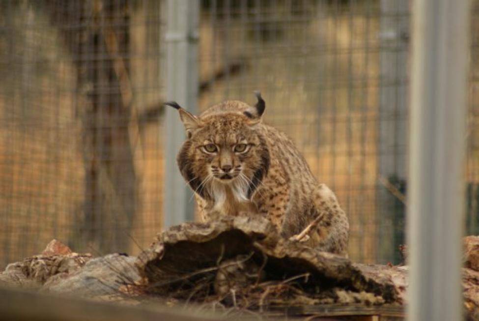 foto lynx iberia (commons.m.wikimedia.org/lynxexsitu)