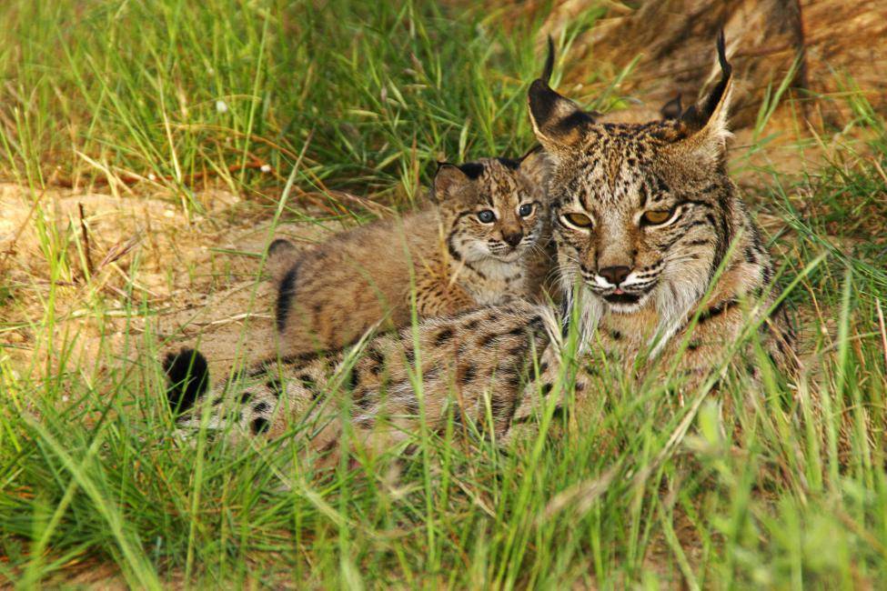 foto lynx iberia dan anaknya (commons.m.wikimedia.org/lynxexsitu)