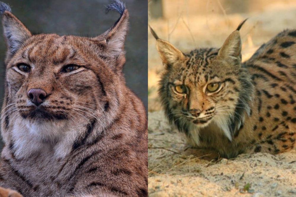 Sama-sama Hidup di Eropa, Apa Perbedaan Lynx Eurasia dan Lynx Iberia?