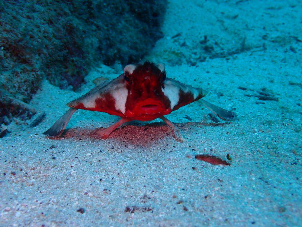 ilustrasi ikan kelelawar galápagos (inaturalist.org/billybs)