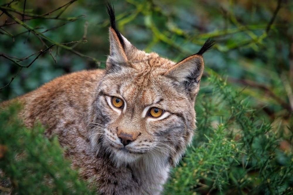 foto lynx eurasia (pixabay.com/Angela)