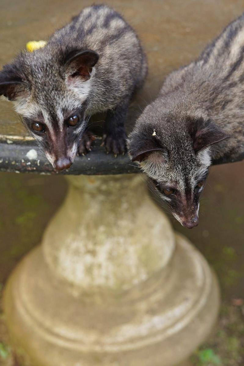 Ilustrasi Luwak (Pixabay.com/Dekanda)