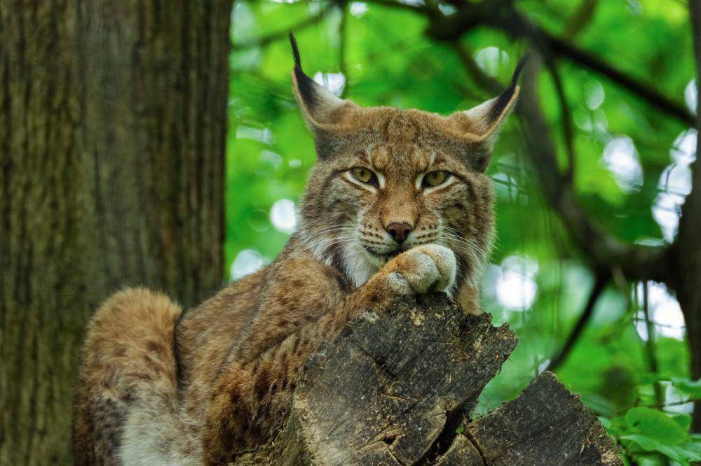 foto lynx eurasia (pexels.com/Nicky Pe)