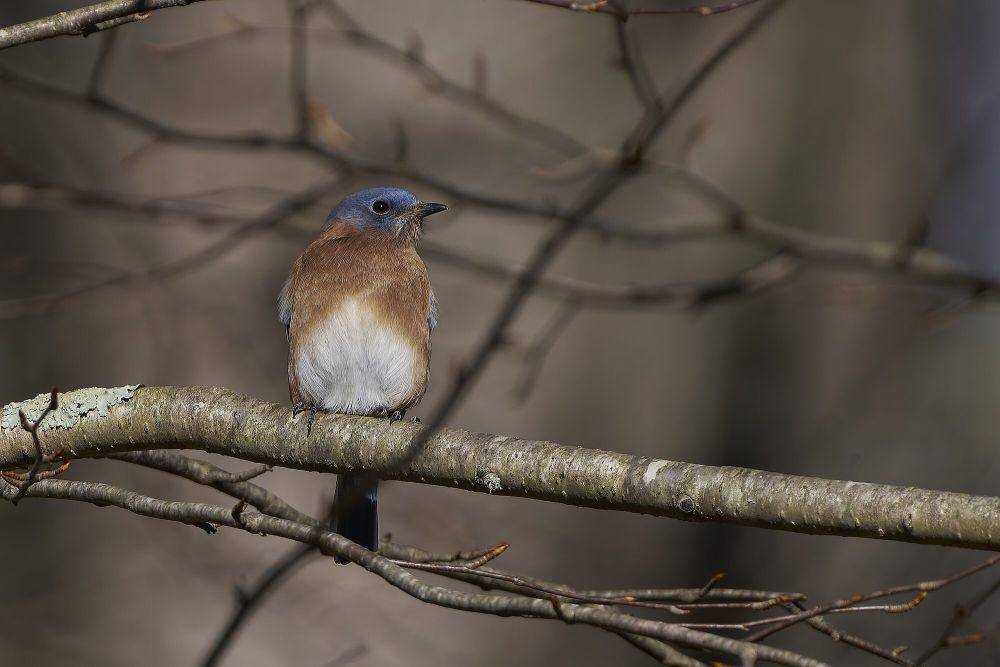 Eastern bluebird (commons.m.wikimedia.org/Paul Danese)