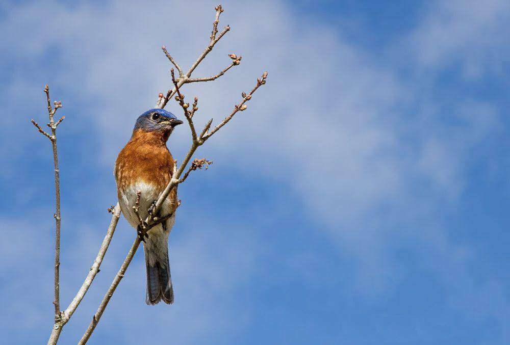 Eastern bluebird (commons.m.wikimedia.org/Andy Morffew)