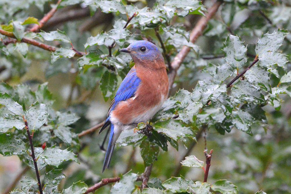 Eastern bluebird (commons.m.wikimedia.org/Andrew C)