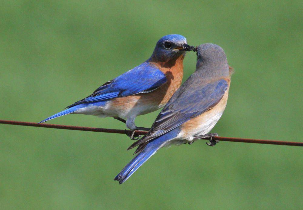 Eastern bluebird (commons.m.wikimedia.org/Sandysphotos2009)