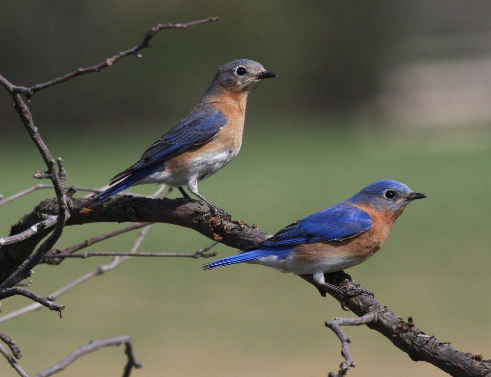 Eastern bluebird (commons.m.wikimedia.org/Sandysphotos2009)