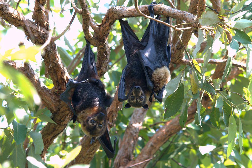 5 Fakta Spectacled Flying Fox, Menjelajah Sejauh 70 KM Setiap Malam
