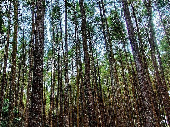 5 Wisata Hutan Pinus di Yogyakarta yang Suasananya Healing Abis