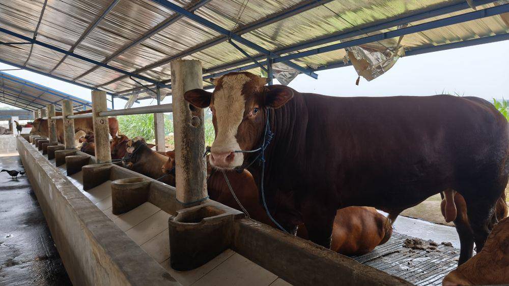 Salah satu peternakan sapi terbesar di Kabupaten Ngawi. IDN Times/ Istimewa.