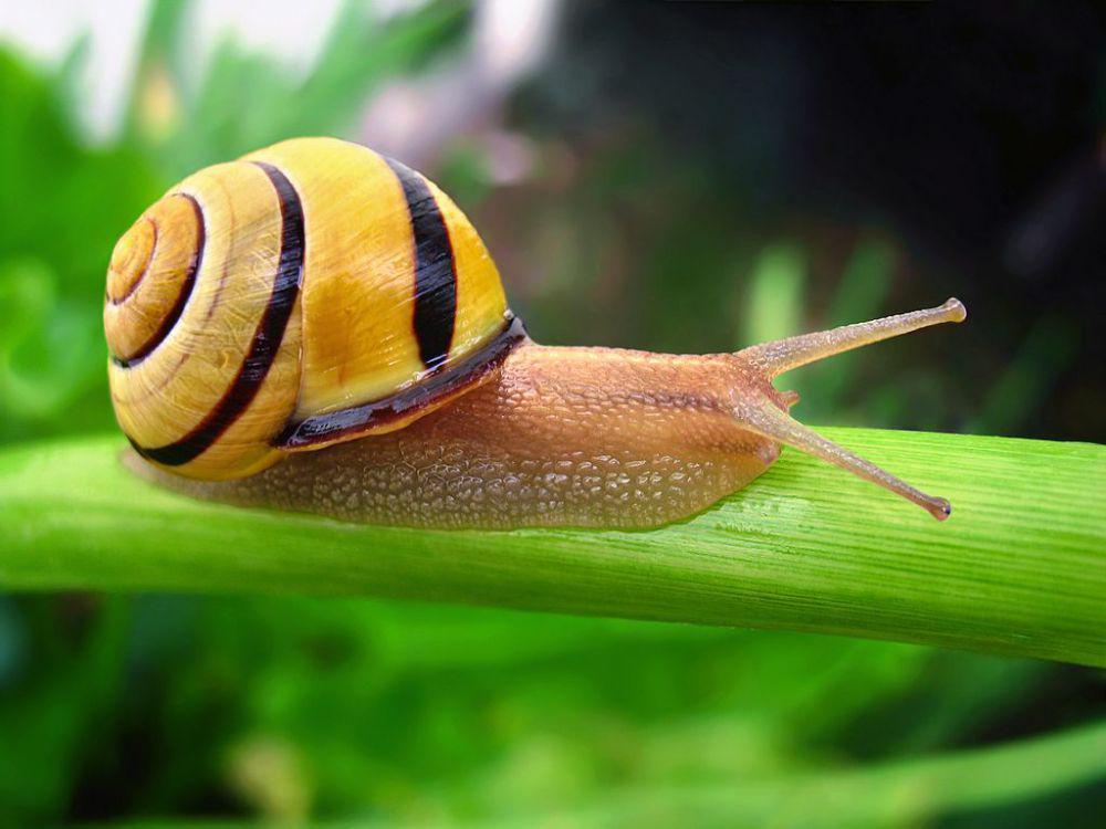 5 Fakta Siput Lemon, Tergolong Lambat untuk Tumbuh Dewasa