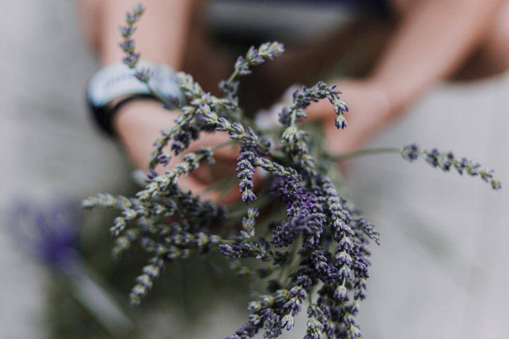 ilustrasi bunga lavender (pexels.com/Peter Fazekas)